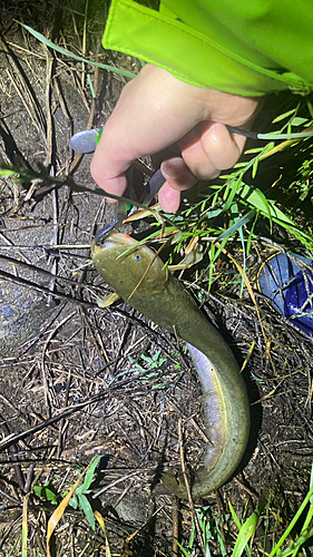 マナマズの釣果