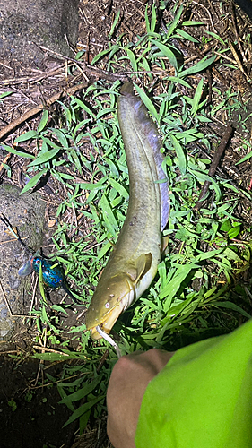 マナマズの釣果