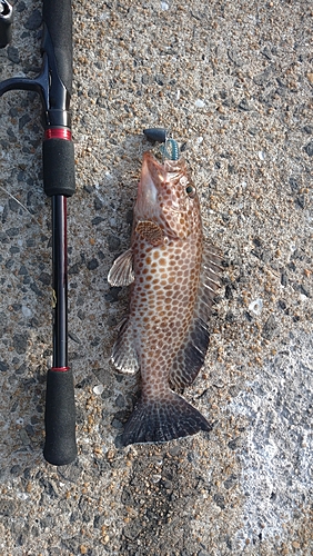 オオモンハタの釣果