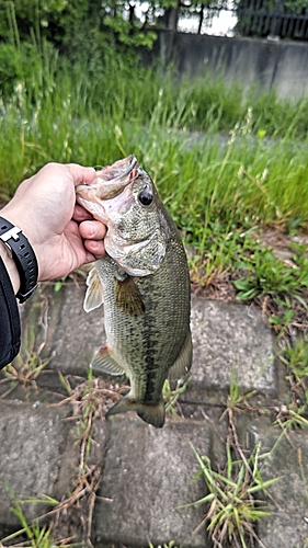 ラージマウスバスの釣果