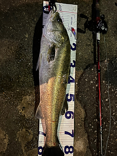 シーバスの釣果