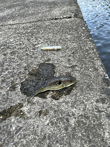 クサフグの釣果