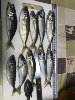 アジの釣果