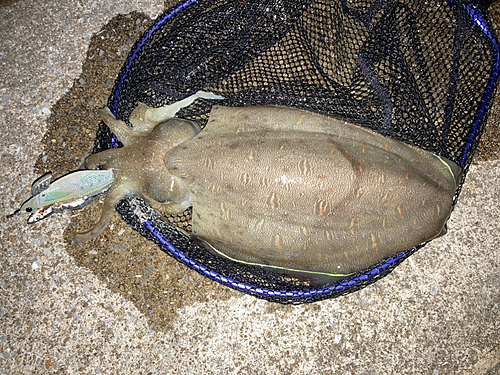 カミナリイカの釣果