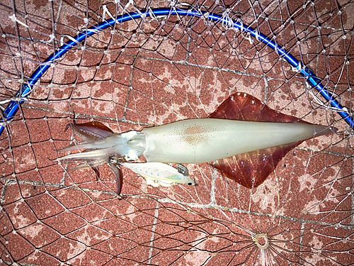 ケンサキイカの釣果