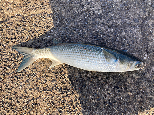 ボラの釣果