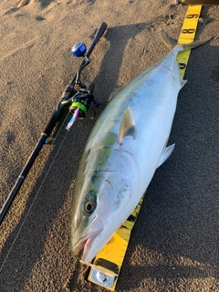 ブリの釣果