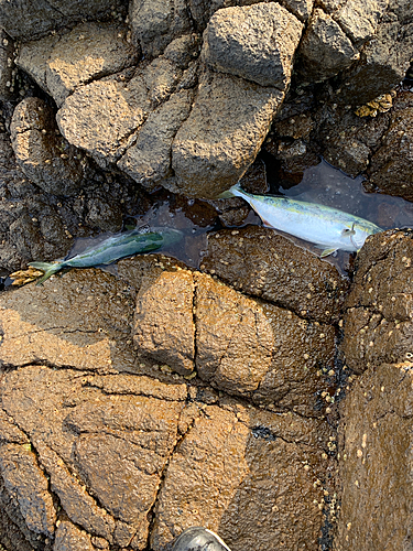 ワカシの釣果