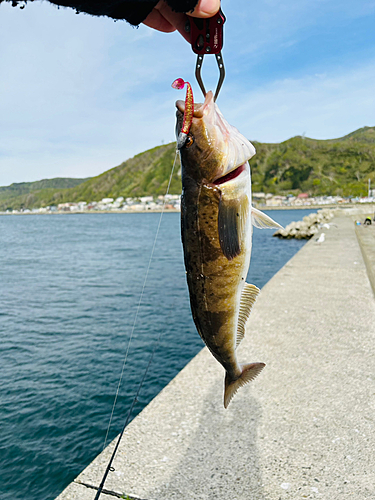 ホッケの釣果