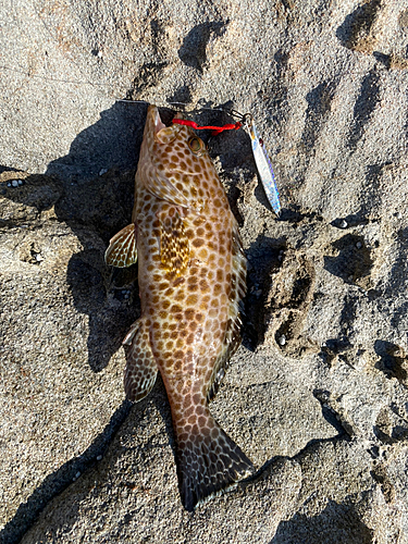 オオモンハタの釣果