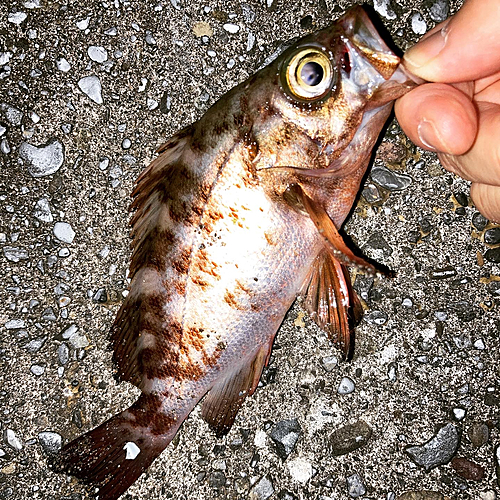 メバルの釣果