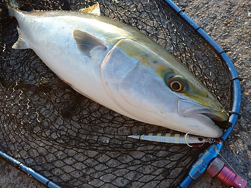 メジロの釣果