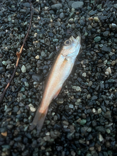 ムツの釣果