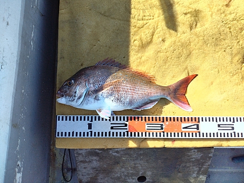 マダイの釣果