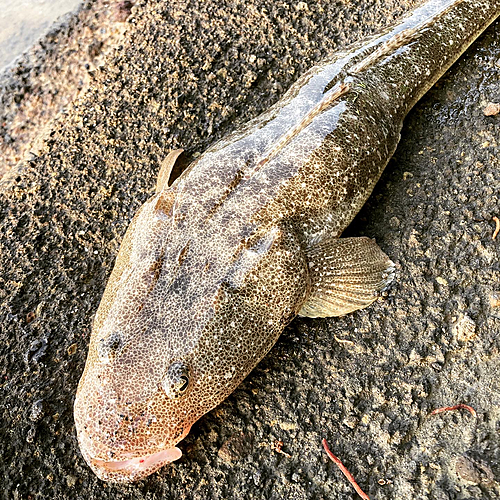 マゴチの釣果