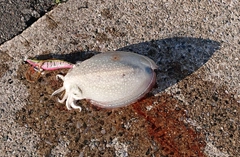 シリヤケイカの釣果