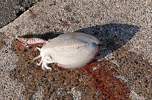 シリヤケイカの釣果