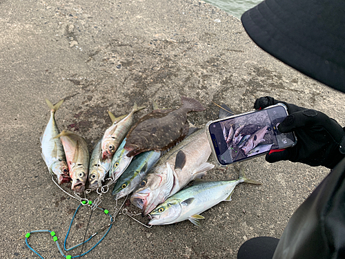 シーバスの釣果