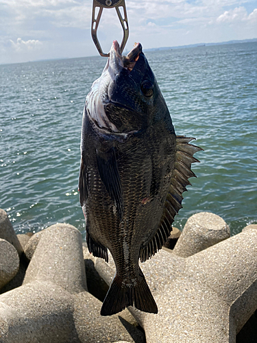 クロダイの釣果