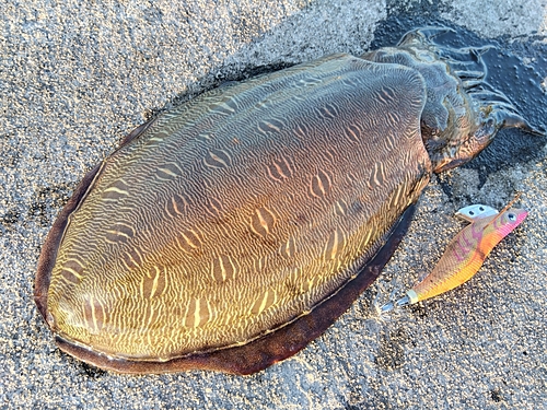 モンゴウイカの釣果