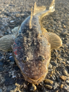 マゴチの釣果