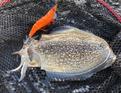 シリヤケイカの釣果