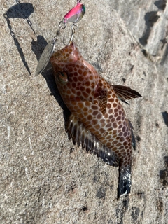 オオモンハタの釣果