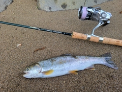 ニジマスの釣果