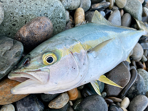 ヒラマサの釣果