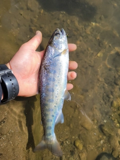 ヤマメの釣果