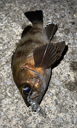 メバルの釣果