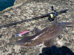 ホシザメの釣果