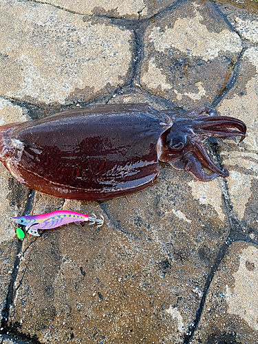 コウイカの釣果