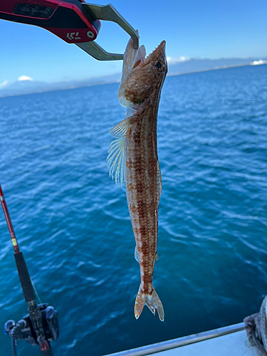 アカエソの釣果