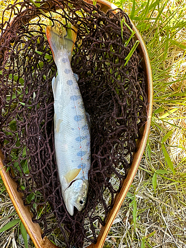 アマゴの釣果