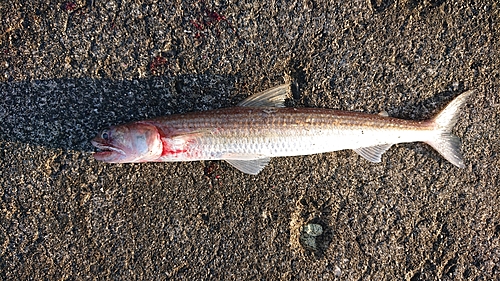 エソの釣果