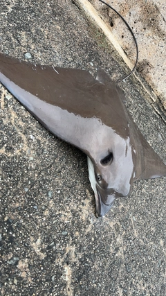 ナルトビエイの釣果