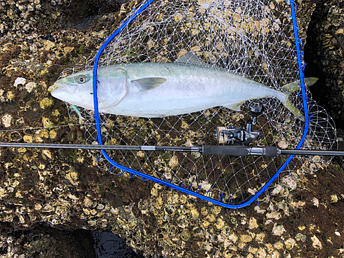 ハマチの釣果