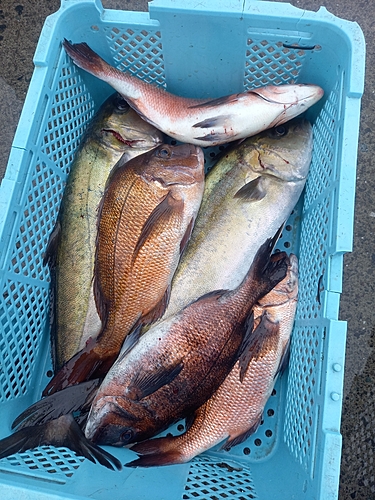 マダイの釣果