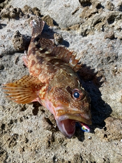 ガシラの釣果