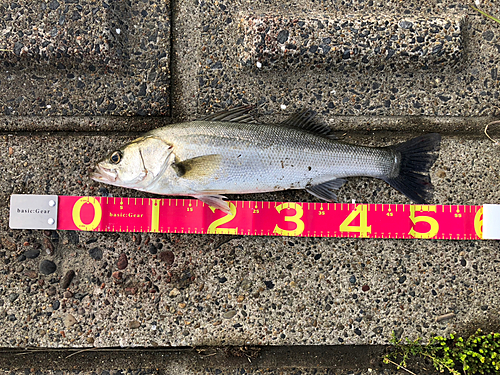 シーバスの釣果