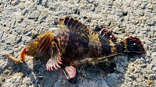 カサゴの釣果