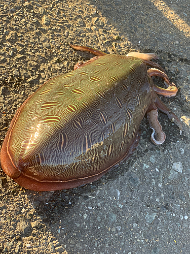 カミナリイカの釣果