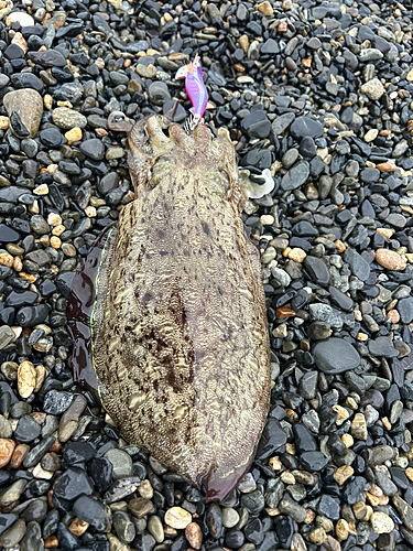 モンゴウイカの釣果