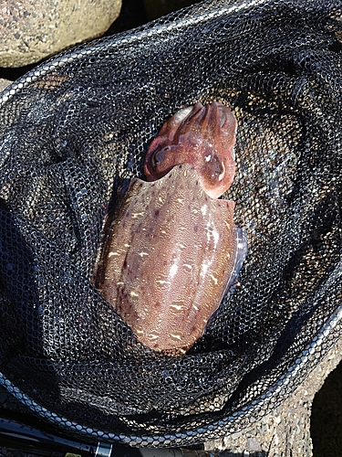 コウイカの釣果