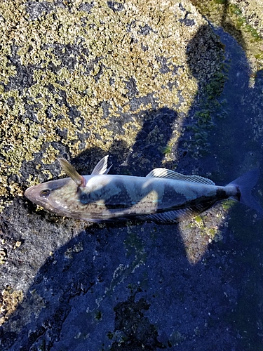 ホッケの釣果