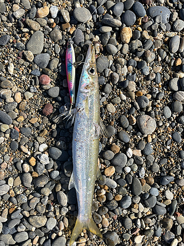 カマスの釣果