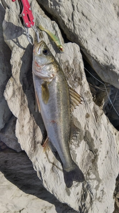 スズキの釣果