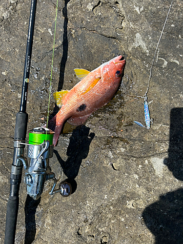 シブダイの釣果