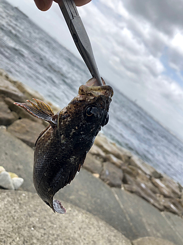 ガシラの釣果